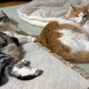 ネネがいないと思っていたら・・・