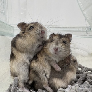 小動物専門店NATURE'S