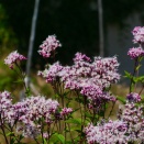 畑のフジバカマ。