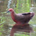 ヒクイナの蔵出し画像🦜🖥️（多々良沼公園）