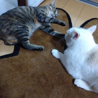 実物のﾆｭｰﾈｺﾁｬﾝスペシャル4