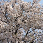 まんてんブログ