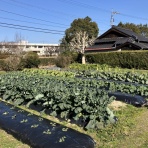 向島ポンポコ日記