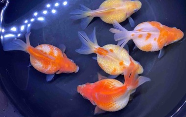 『🐟金魚•メダカ入舎情報‼️』の画像