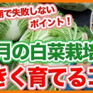 家庭菜園や農園の白菜栽培で大きく育てるコツ！10月栽培初期に失敗しないポイントと白菜の育て方！
