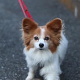 『【里親募集中】パピヨンのくるみ』の画像