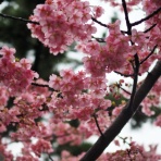 湘南凸凹柴WAN日記