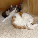 ハピバ―スデーリンリン