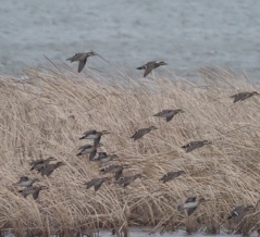 在庫から、印旛沼で撮影した、トモエガモの飛翔シーンをアップしました。