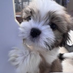 滋賀県 ペットショップワンラブ ピエリ守山店スタッフブログ