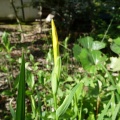 黄菖蒲