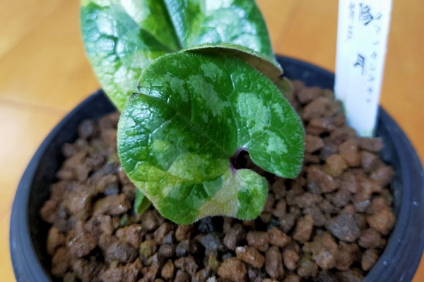 カンアオイに魅せられて！！ - 2024年03月