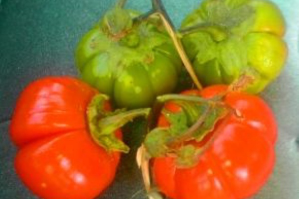 ソラヌム エチオピクム 炎と酒の夢日記