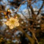 恵美の英語教室社長日記 ＋ コーチング ＋ α