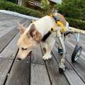 今日は鍼の日