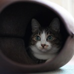 ねことアパートと1人暮らし～とらやんとおらと～