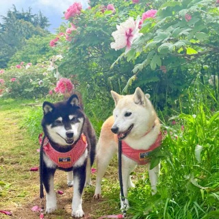 かぼすちゃんとおさんぽ。