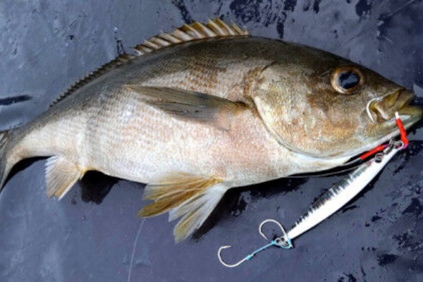 Fishing My Life 角島沖