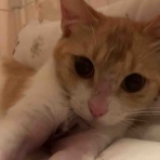 三度の飯＜犬と猫