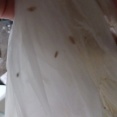 引きこもりワイ、部屋にうじ虫が沸いてしまう