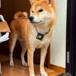 風太通信～柴犬風太の日記帳