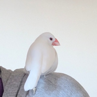 白文鳥のぴーちゃんの記録