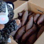 【黒いうさぎのれおんくん∂⍵∂】