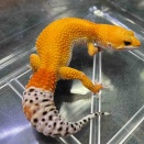 新着！スティーブ便レオパ紹介