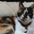 【勘違い？】IKEA 木製おもちゃベッド♪ No.2　～なっちゃん 編＿黒猫な日常：クロネコ「黒龍」