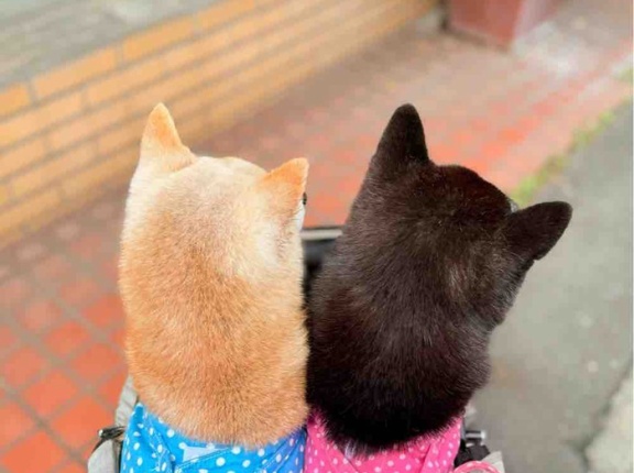 旅の顔と、病院の顔。