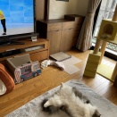 テンちゃんファースト