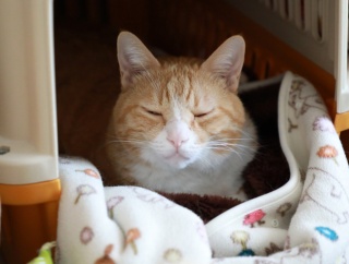 裏返す猫。