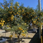 『干し芋＆柚子＆ひーちゃん（ベタベタの顔）』の画像