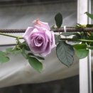 ブルームーン開花・昨日のペンキ塗り作業・矢沢コミファの花壇