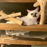 『Muddy Cat 定期便 7/11〜7/16』の画像