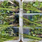 SONOアクアプランツファーム水草･海藻情報局