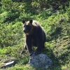 【悲報】ヒグマが飼い犬を襲い、死骸を穴に埋め林に逃げる…羅臼町 	