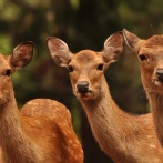 長野県で撮影されたシカの大群、ガチでヤバすぎる・・・