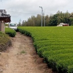 ももんがの飛膜