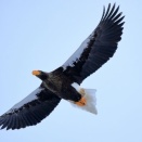 【マヤ暦】KIN235～247 青い鷲の13日間の過ごし方