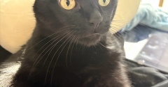 【猫写真】くつろぎ方が人間