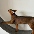 早起きして、元気に歩くりすたん