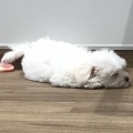 ☆わんちゃんのご紹介☆