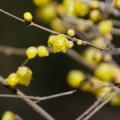 一週間前に撮影した蝋梅の花
