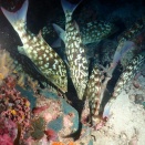 Richelieu Rock - Surin, Thailand, Andaman Sea - リューロック、スリン国立公園、タイ、アンダマン海　#1267