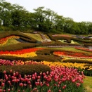 チューリップ満開　国営みちのく杜の湖畔公園