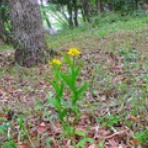 山日記スキー日記