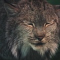閉園後の動物園　夜更かしな動物たちが、みるみる眠りに落ちていく理由