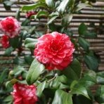 「藍川京」の部屋