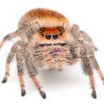 ありんこ日記　AntRoom